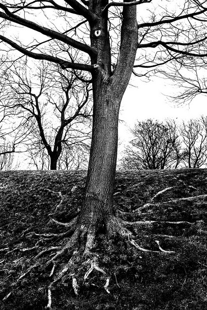 24728919363_e18dff1434_z