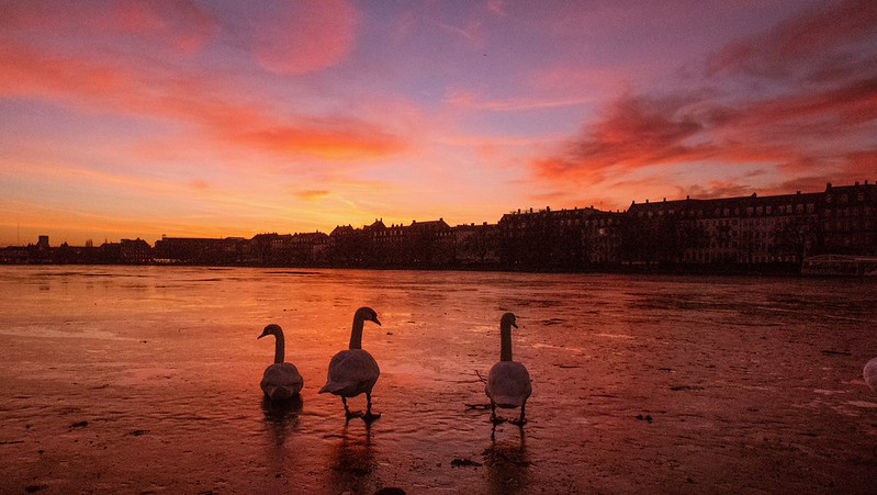 19/365 just chilling in the sunset