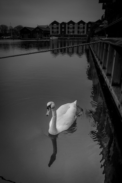 25/365 The cold hunt for food